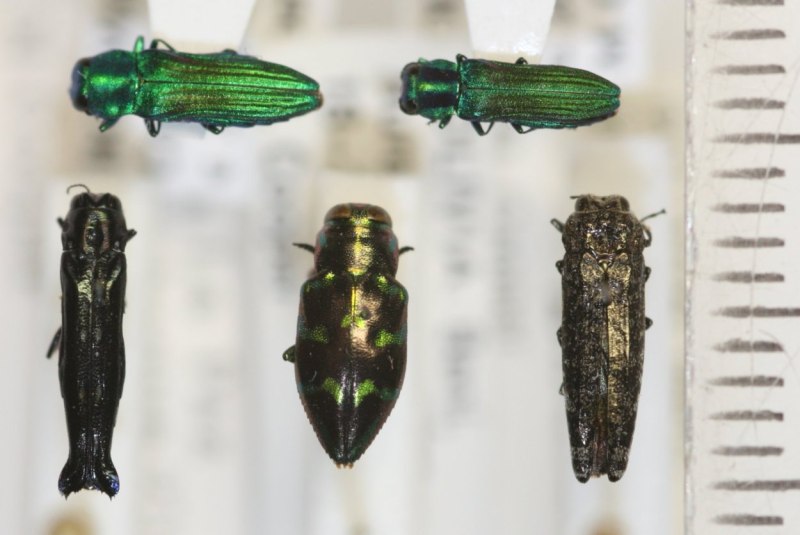 Златка из семейства Buprestidae