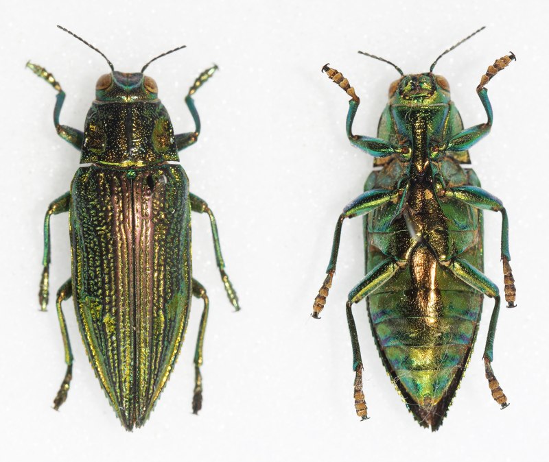Chrysodema swierstrae