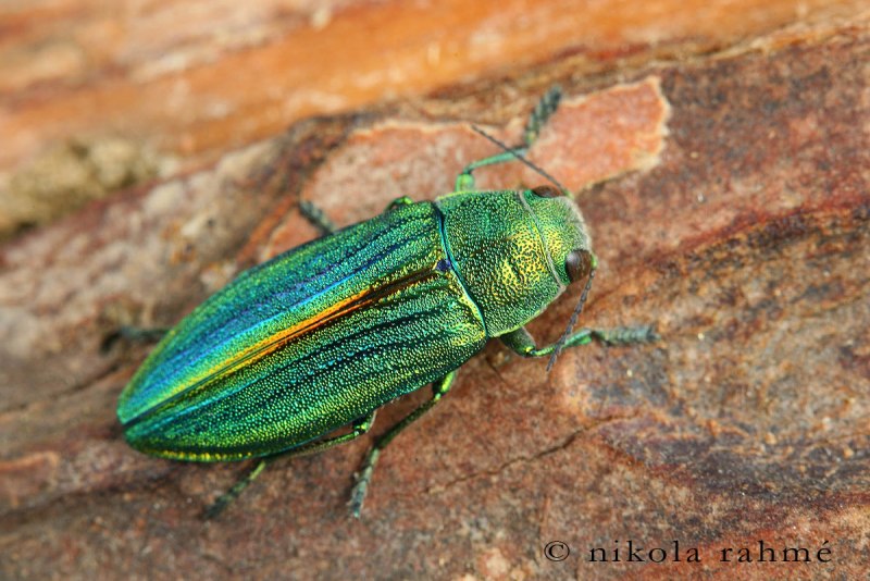 Жук Buprestidae