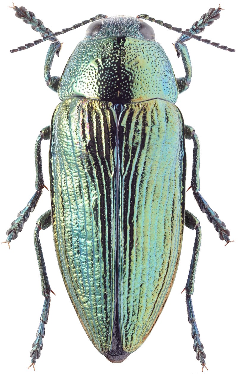 Buprestis Rustica Златка