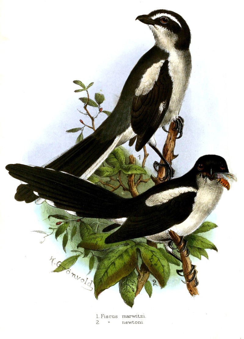 Lanius Newtoni