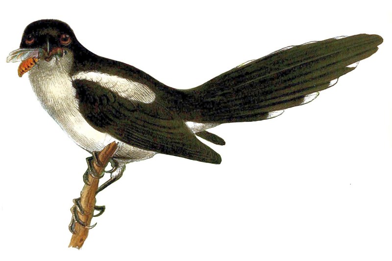 Lanius Newtoni