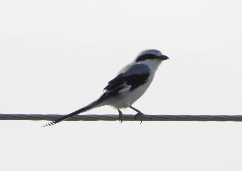 Lanius sphenocercus