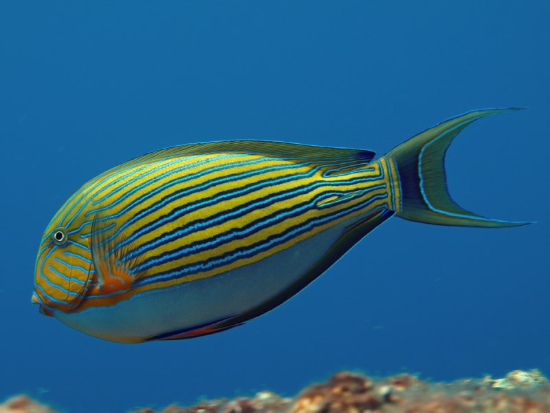 Хирург полосатый Acanthurus lineatus