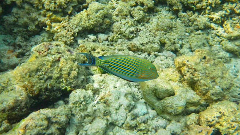 Хирург полосатый Acanthurus lineatus