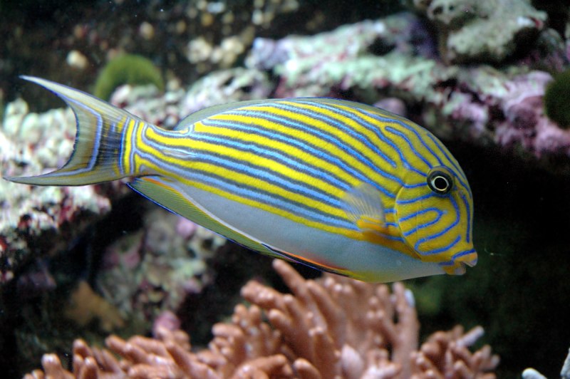 Acanthurus lineatus