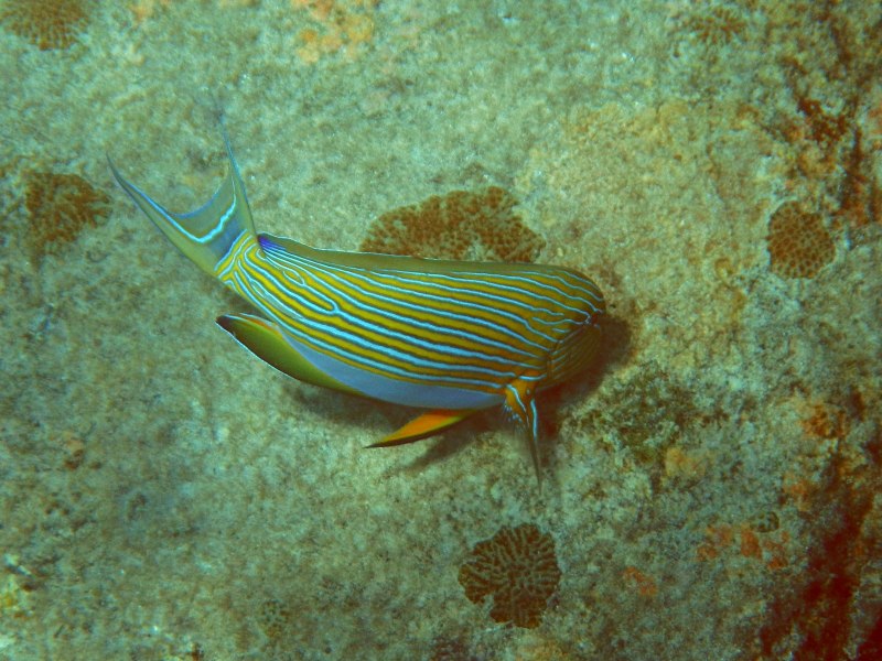 Хирург полосатый Acanthurus lineatus