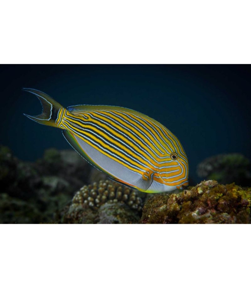 Acanthurus lineatus