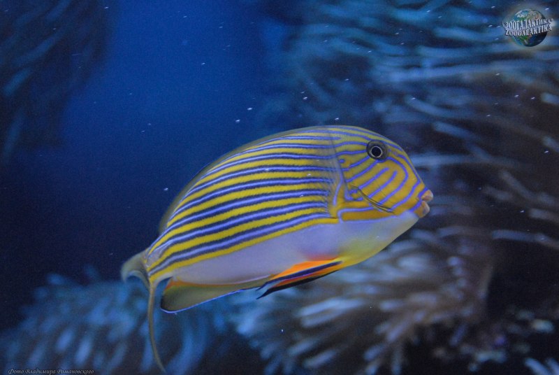 Acanthurus lineatus