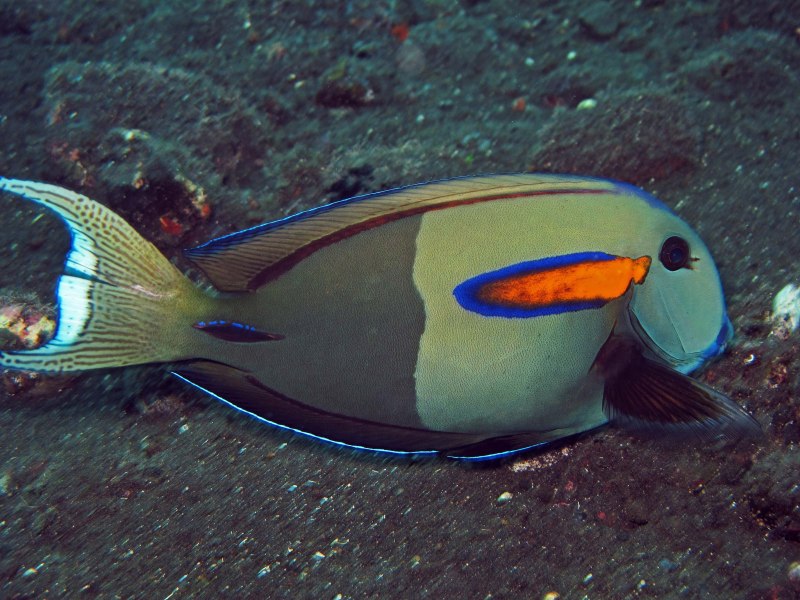 Acanthurus olivaceus