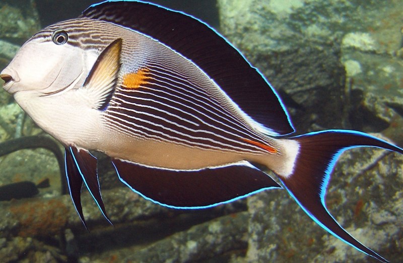 Acanthurus triostegus