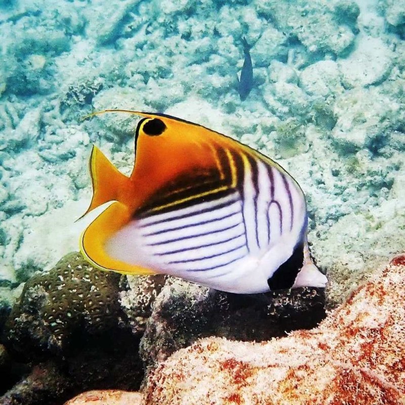 Chaetodon Auriga