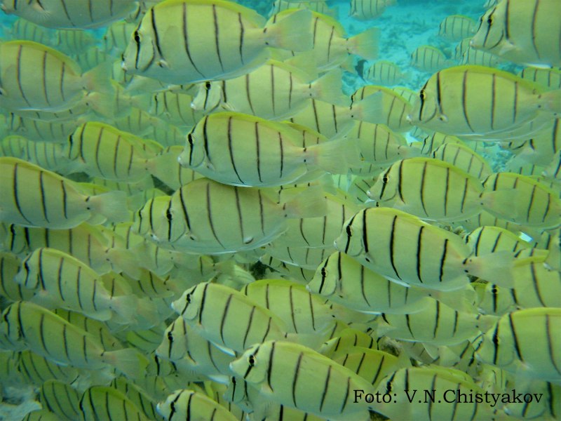 Acanthurus triostegus