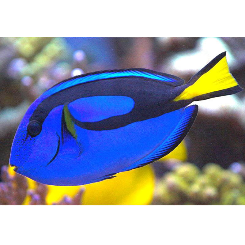 Голубой хирург (Paracanthurus hepatus)