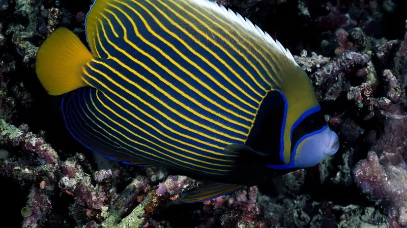 Ангел Императорский Pomacanthus Imperator