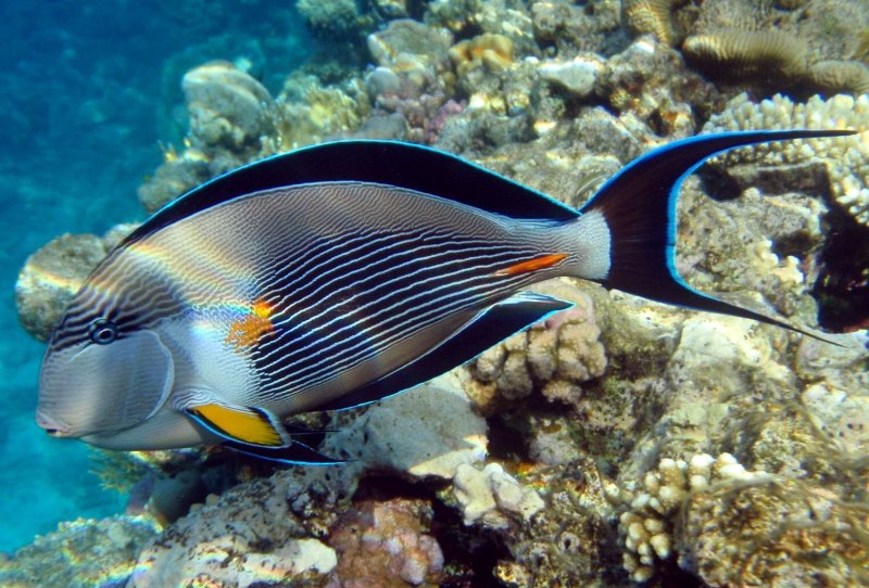 Красное море рыба хирург