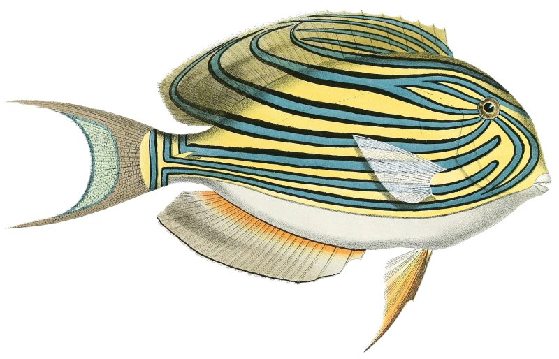 Ecsenaus lineatus