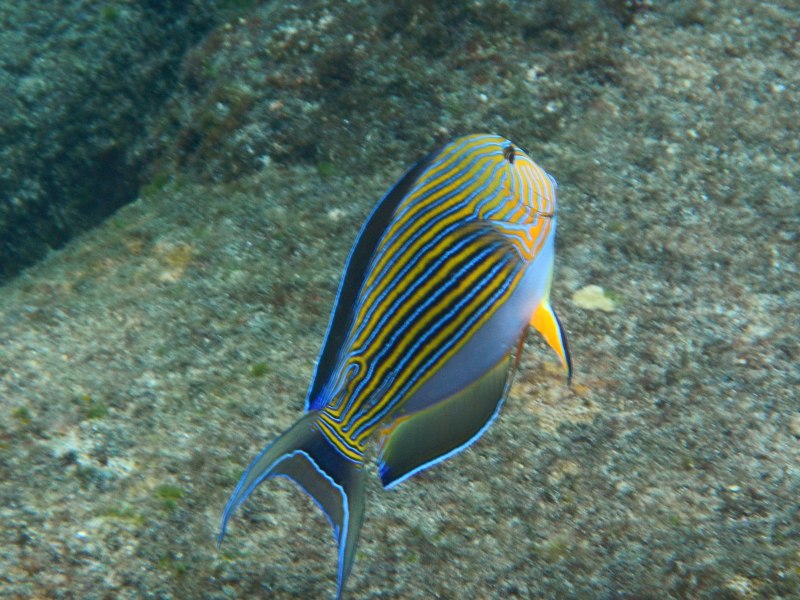 Acanthurus lineatus