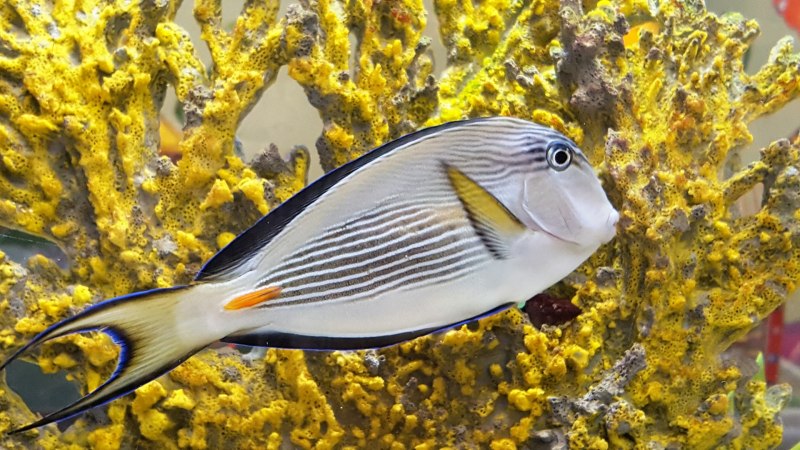Acanthurus Sohal