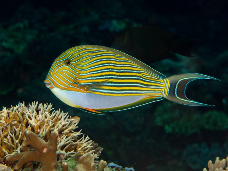 Acanthurus lineatus