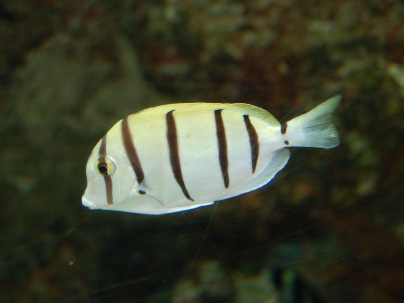 Acanthurus triostegus