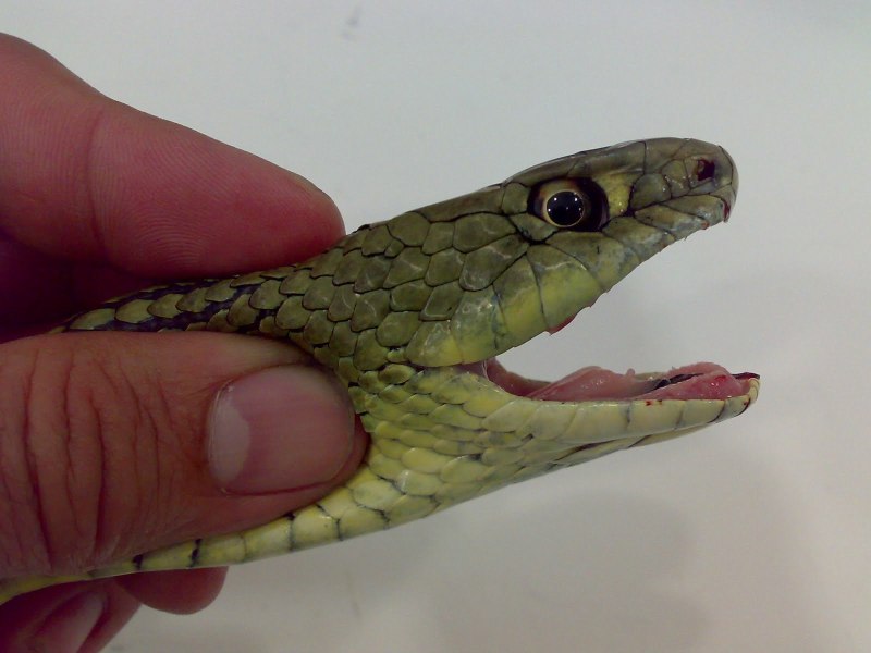 Malpolon monspessulanus
