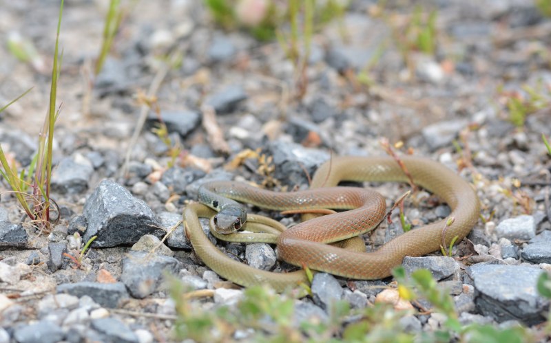 Platyceps najadum
