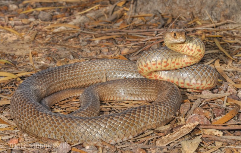 Pseudonaja textilis