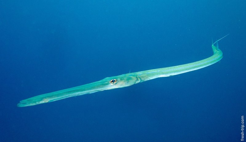 Fistularia commersonii