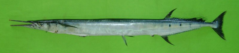 Belonion apodion