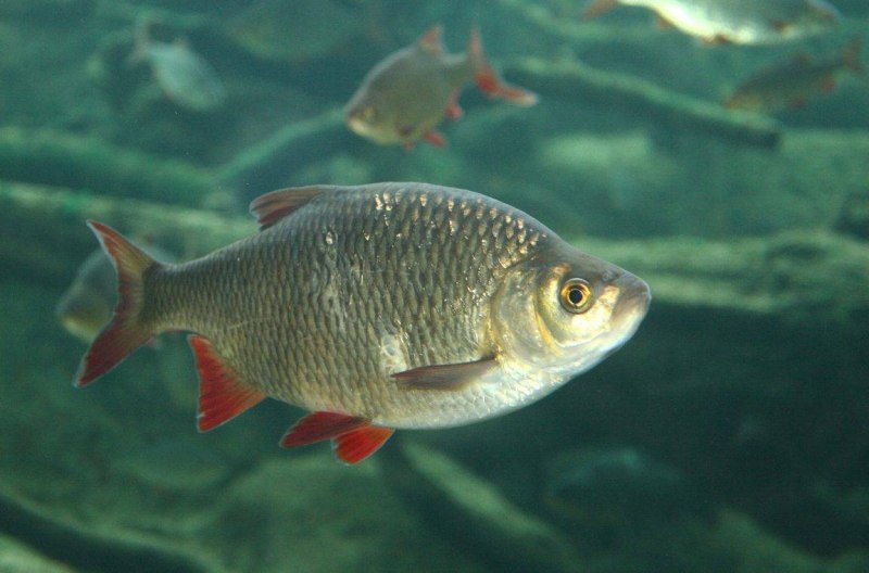 Красноперка Scardinius erythrophthalmus