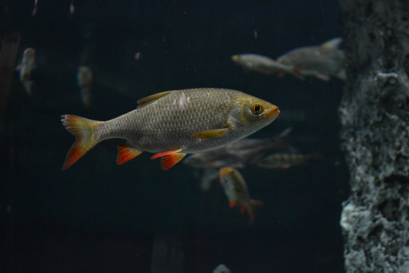 Красноперка Scardinius erythrophthalmus
