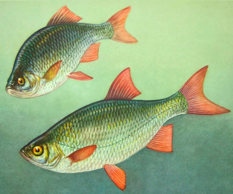 Красноперка Scardinius erythrophthalmus