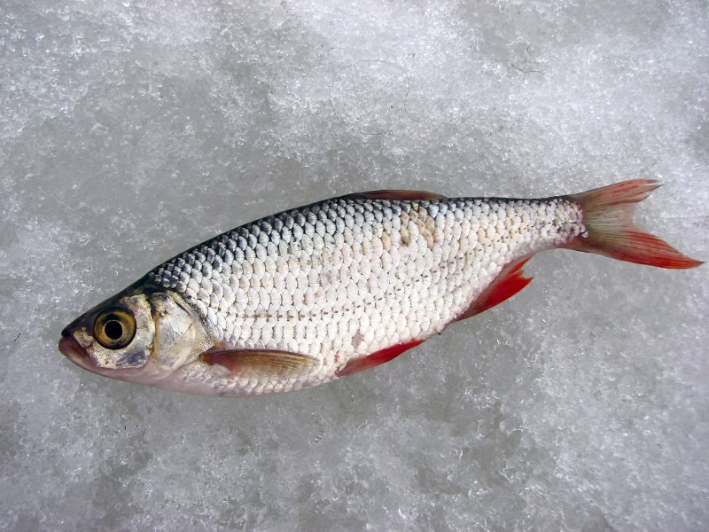 Красноперка Scardinius erythrophthalmus