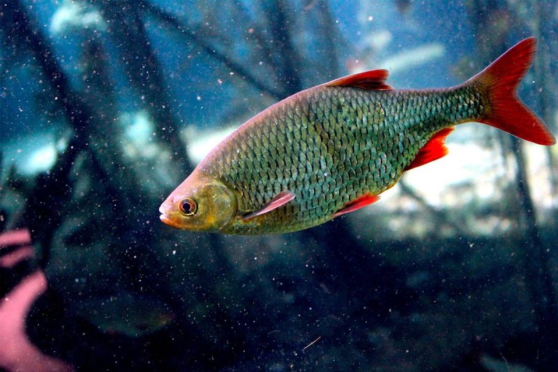 Красноперка Scardinius erythrophthalmus