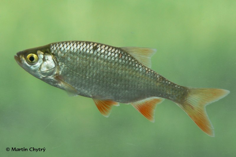 Красноперка Scardinius erythrophthalmus