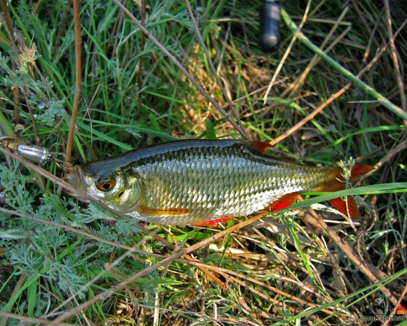 Красноперка Scardinius erythrophthalmus