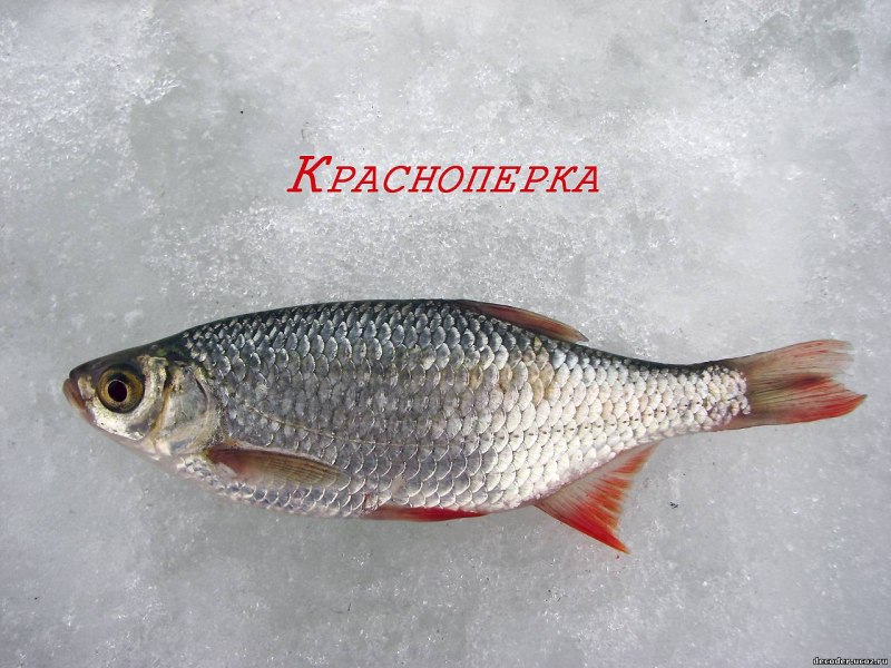 Краснопёрка рыба