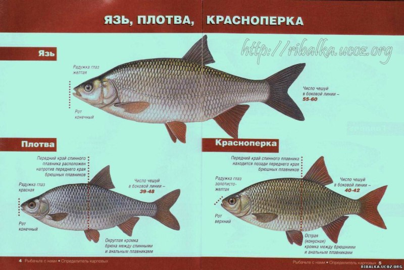 Отличие плотвы от красноперки