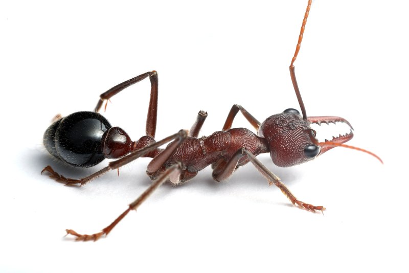 Myrmecia forficata
