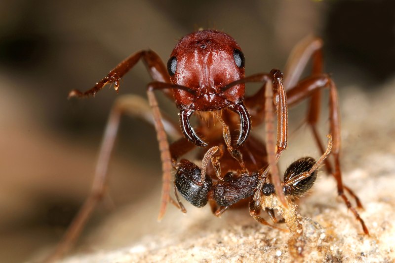 Polyergus rufescens
