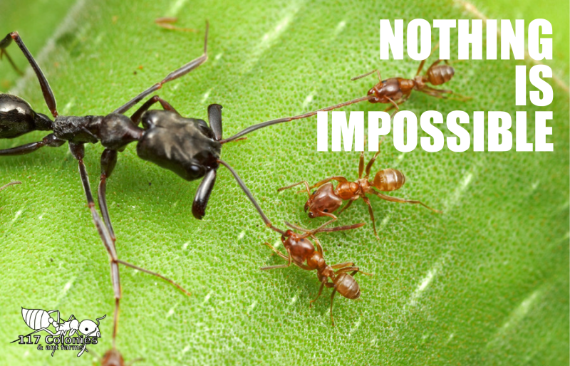 Crematogaster subdentata