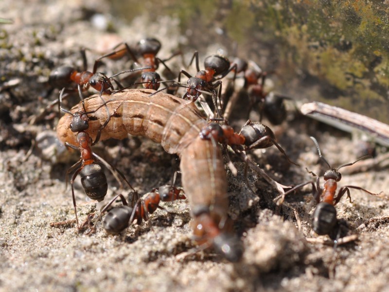 Рыжий Лесной муравей (Formica Rufa)