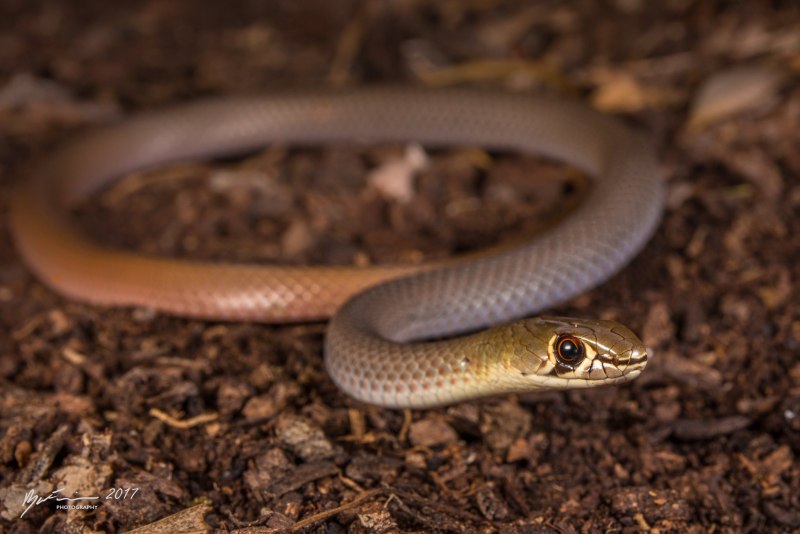 Demansia Psammophis