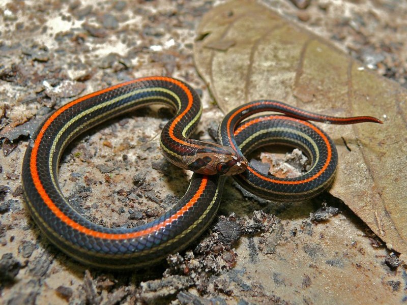 Oligodon octolineatus