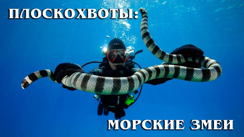 Морская змея Белчера