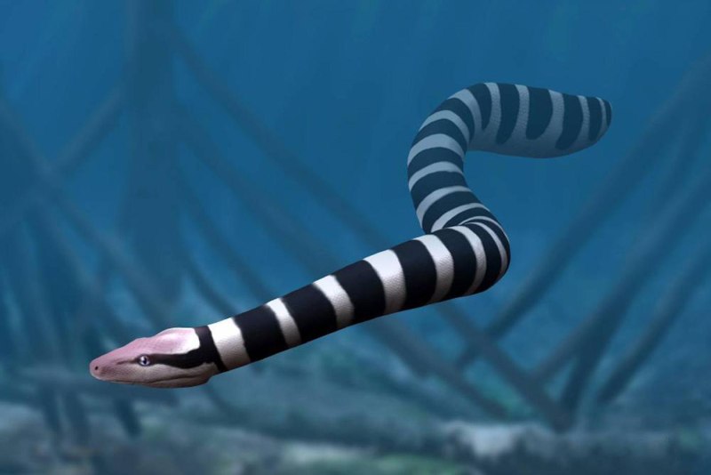 Palaeophis colossaeus