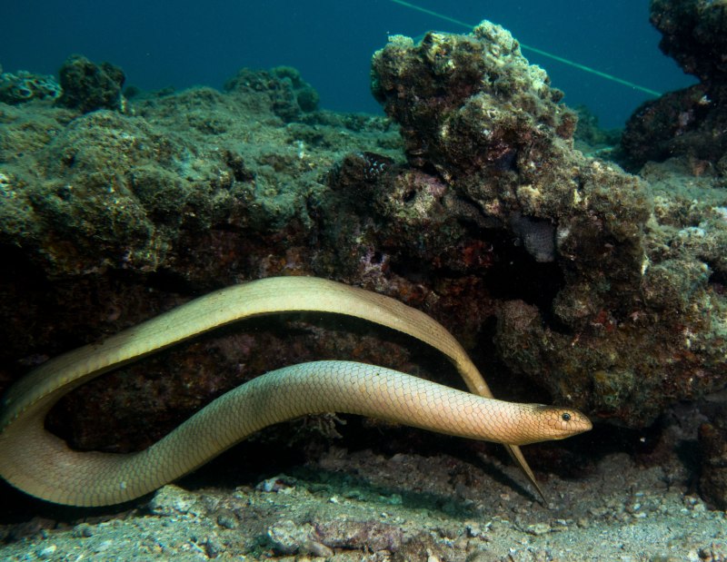 Aipysurus duboisii