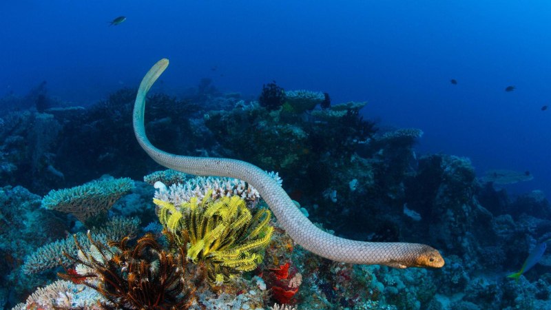 Оливковая морская змея Дюбуа