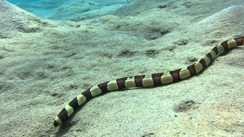 Морские змеи Hydrophiidae